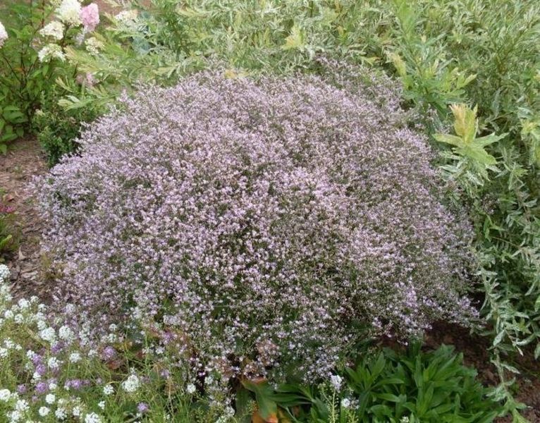 Кермек татарський. (Goniolimon tataricum) Р9