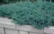 Можжевельник горизонтальный Блю Чип. (Juniperus horizontalis Blue Chip) С3 CS2189 фото 4