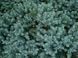 Ялівець лускатий Блю Карпет. (Juniperus squamata Blue Carpet) С10 CS2239 фото 3