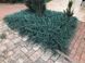 Можжевельник горизонтальный Блю Чип. (Juniperus horizontalis Blue Chip) С3 CS2189 фото 3