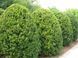 Тис средний &ndash; Taxus media Hillii (высота 120-140 см, горшок 30 л) CS2389 фото 2