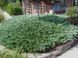 Можжевельник горизонтальный Блю Чип. (Juniperus horizontalis Blue Chip) С3 CS2189 фото 1