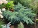Ялівець лускатий Блю Карпет. (Juniperus squamata Blue Carpet) С10 CS2239 фото 4
