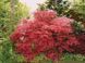 Клен пальмолистный Дешойо. (Acer palmatum Deshojo) С5 CS2842 фото 4