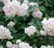 Троянда Перль Мейяндекор. (Perle Meillandecor) CS0812 фото 3