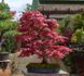 Клен пальмолистный Дешойо. (Acer palmatum Deshojo) С5 CS2842 фото 1