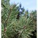 Сосна обыкновенная. (Pinus sylvestris) С2 CS2289 фото 2