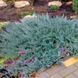 Можжевельник горизонтальный Блю Чип. (Juniperus horizontalis Blue Chip) С3 CS2189 фото 2