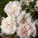 Троянда Перль Мейяндекор. (Perle Meillandecor) CS0812 фото 1