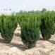 Тис средний &ndash; Taxus media Hillii (высота 120-140 см, горшок 30 л) CS2389 фото 1