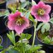 Морозник восточный точечный РОЗОВЫЙ. (Helleborus) 5-летнее растение 00100 фото 1