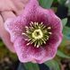 Морозник восточный точечный РОЗОВЫЙ. (Helleborus) 5-летнее растение 00100 фото 3