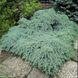 Ялівець лускатий Блю Карпет. (Juniperus squamata Blue Carpet) С10 CS2239 фото 2