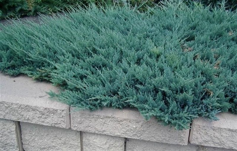 Можжевельник горизонтальный Блю Чип. (Juniperus horizontalis Blue Chip) С3 CS2189 фото