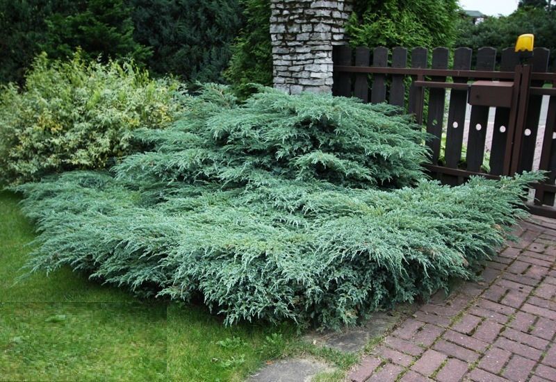 Ялівець лускатий Блю Карпет. (Juniperus squamata Blue Carpet) С10 CS2239 фото