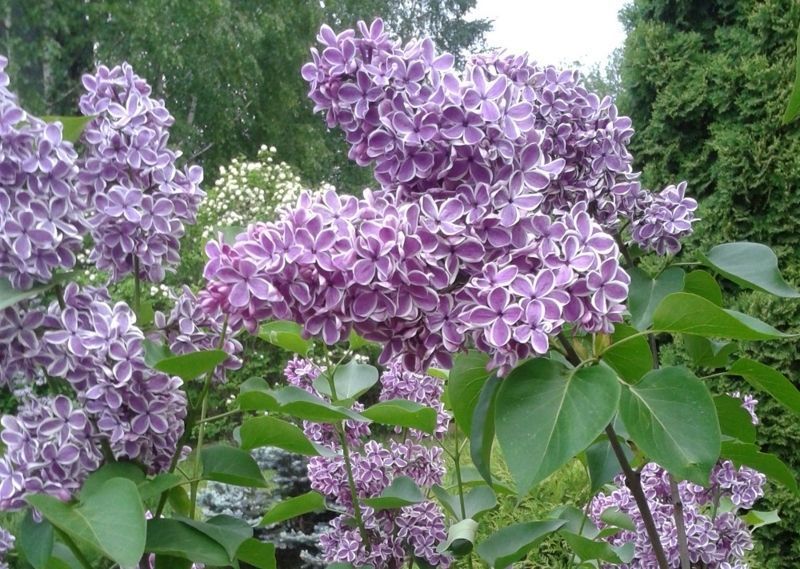 Сирень обыкновенная Сенсация. (Syringa vulgaris Sensation) ШТАМБ, выс 70-100см CS2942 фото