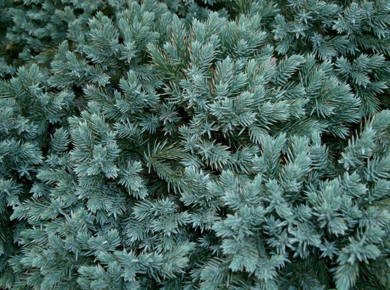 Ялівець лускатий Блю Карпет. (Juniperus squamata Blue Carpet) С10 CS2239 фото