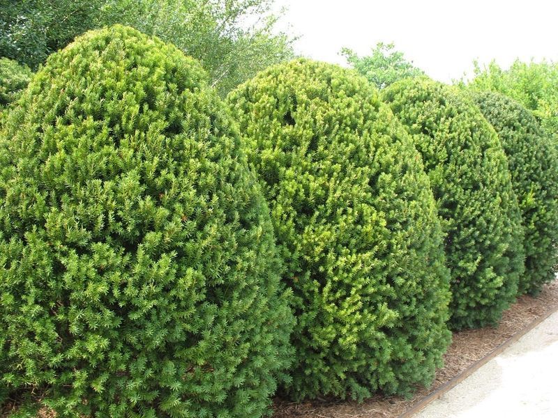 Тис средний &ndash; Taxus media Hillii (высота 120-140 см, горшок 30 л) CS2389 фото