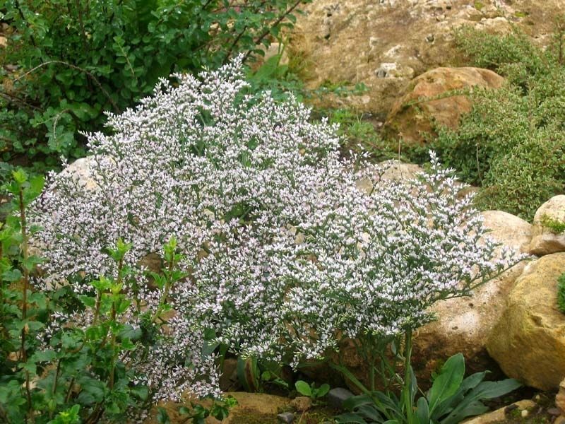Кермек татарський. (Goniolimon tataricum) Р9