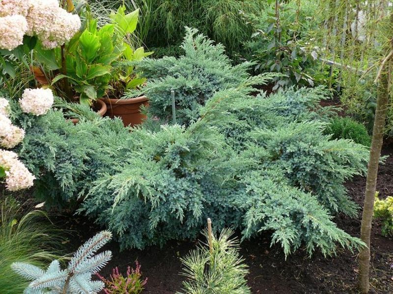 Ялівець лускатий Блю Карпет. (Juniperus squamata Blue Carpet) С10 CS2239 фото