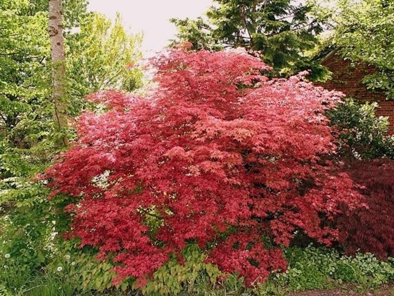 Клен пальмолистный Дешойо. (Acer palmatum Deshojo) С5