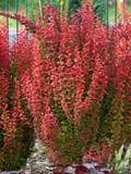 Барбарис Тунберга Оранж Санрайз, Berberis thunbergii Orange Sunrise С3 V58182 фото