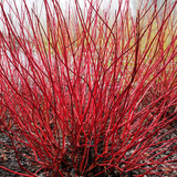 Дерен белый &laquo;Сибирика&raquo; (Cornus alba &bdquo;Sibirica&ldquo;) С3 &mdash; ярко-красные побеги, декоративный кустарник