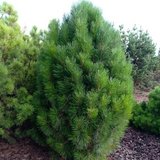 Сосна чорна &ndash; Pinus nigra Kleiner Turm (висота H 50-60 см, горщик 10л) V989836 фото