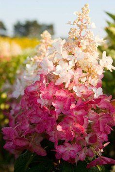 Гортензія волотиста Pinky Winky (Hydrangea paniculata Pinky Winky) декоративний кущ в горщику C1 2 річний V18017 фото