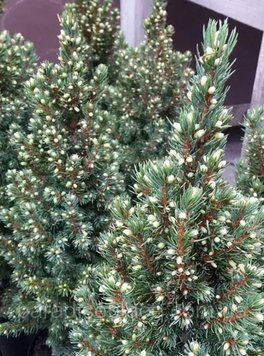 Ель канадская Сан он зе Скай/Солнце на Небе (сизая). (Picea glauca Sun on the Sky) С5 CS2057 фото