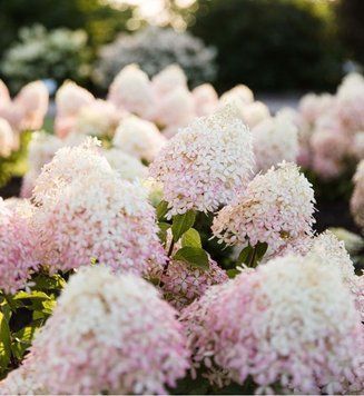 Гортензія волотиста Лівінг Роял Фловер. (Hydrangea paniculata Living Royal Flower) С3 CS2660 фото