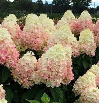 Гортензия метельчатая Мэджик Свит Саммэ. (Hydrangea paniculata Magical Sweet Summer) ШТАМБ CS2710 фото