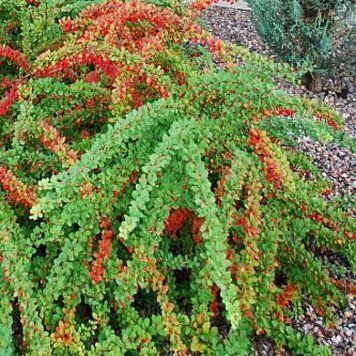 Барбарис тунберга Грин Карпет. (Berberis thunbergii Green Carpet) С7,5 CS2510 фото