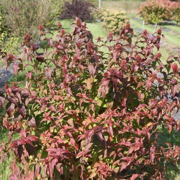 Диервилла ручейная Троя Блэк. (Diervilla rivularis Troja Black) С3