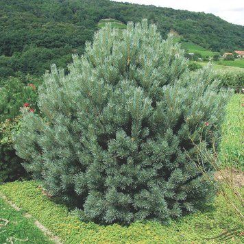 Сосна обыкновенная Ватерери. (Pinus sylvestris Watereri) С5 CS2307 фото