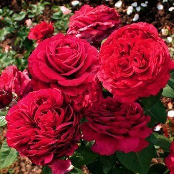 Роза &laquo;Ля Роз де Катре Вен&raquo; (Rose des 4 Vents), флорибунда, в горшке 4л
