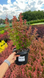 Барбарис Тунберга Оранж Санрайз, Berberis thunbergii Orange Sunrise С3 V58182 фото 4