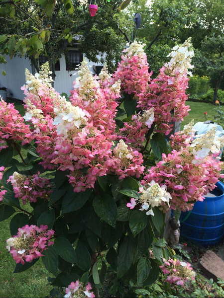 Гортензія волотиста Pinky Winky (Hydrangea paniculata Pinky Winky) декоративний кущ в горщику C1 2 річний V18017 фото