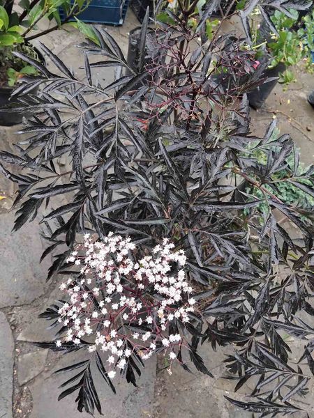 Бузина черная Блэк Бьюти. (Sambucus nigra Black Beauty) С10