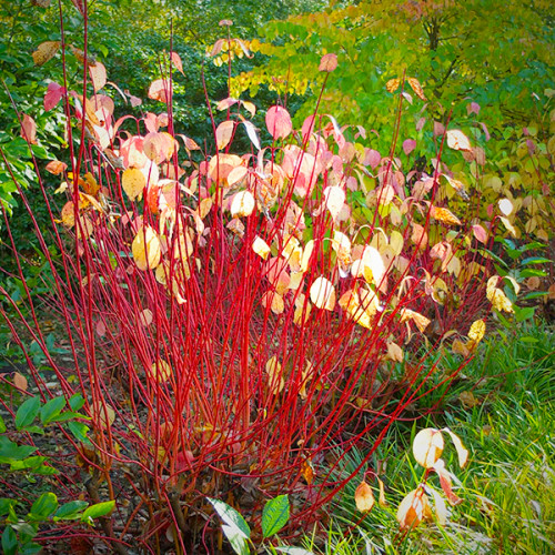 Дерен білий &laquo;Сібіріка&raquo; (Cornus alba 'Sibirica') С3 &mdash; яскраво-червоні пагони, декоративний кущ