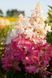 Гортензія волотиста Pinky Winky (Hydrangea paniculata Pinky Winky) декоративний кущ в горщику C1 2 річний V18017 фото 1