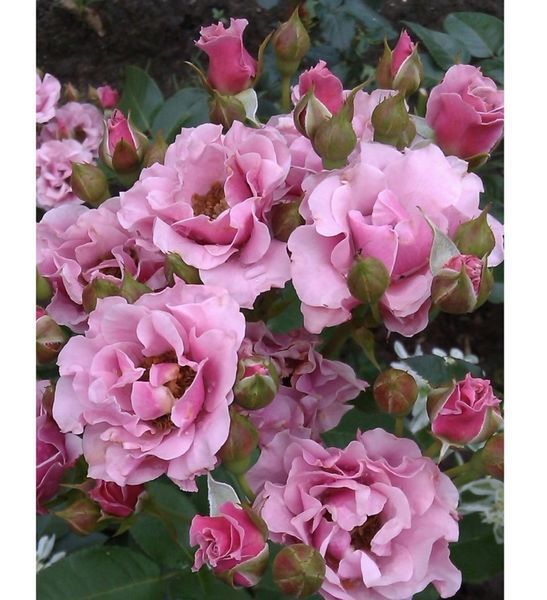 Роза Санта Барбара. (Santa Barbara) Спрей CS0430 фото