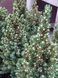 Ель канадская Сан он зе Скай/Солнце на Небе (сизая). (Picea glauca Sun on the Sky) С5 CS2057 фото 1