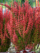 Барбарис Тунберга Оранж Санрайз, Berberis thunbergii Orange Sunrise С3 V58182 фото 1