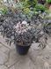 Бузина черная Блэк Бьюти. (Sambucus nigra Black Beauty) С10 CS2560 фото 1