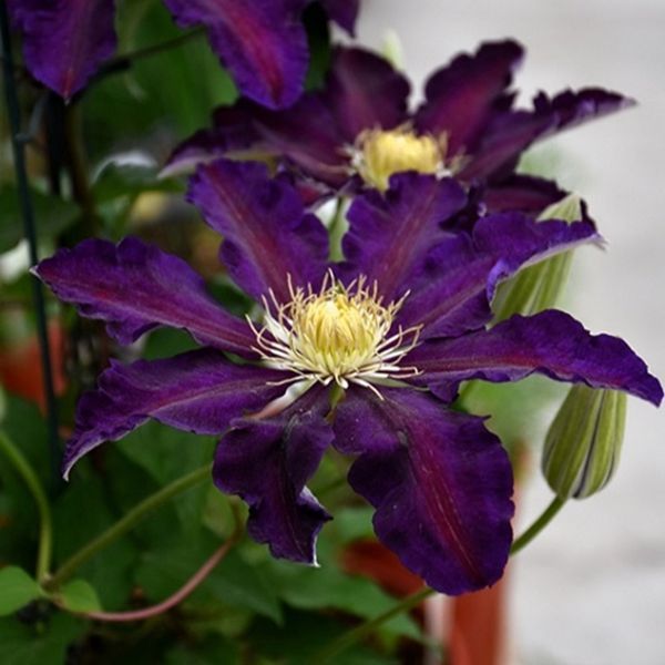 Клематис Вагабонд. (Clematis The Vagabond) ІІ група С2