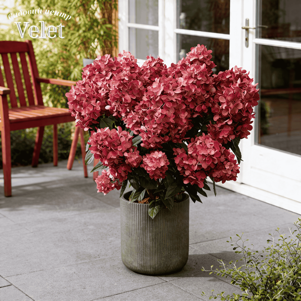 Гортензія волотиста Петіт Стар. (Hydrangea paniculata Petite Star) С10, 7років VS2701 фото