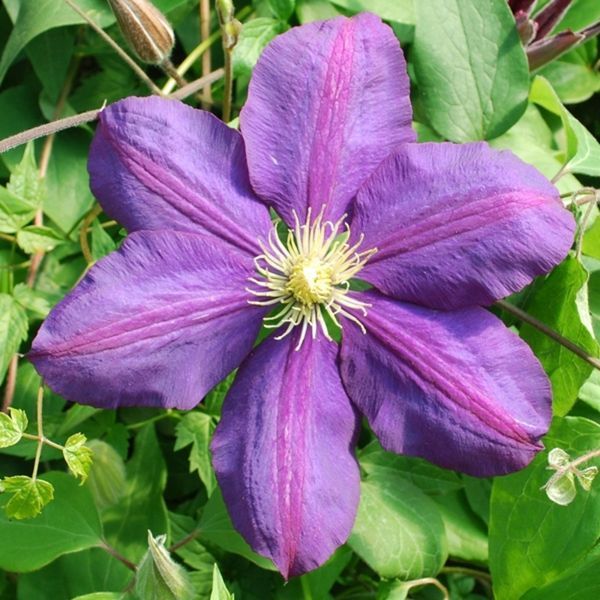 Клематис Вагабонд. (Clematis The Vagabond) ІІ група С2