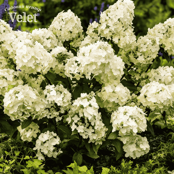 Гортензія волотиста Петіт Стар. (Hydrangea paniculata Petite Star) С10, 7років VS2701 фото