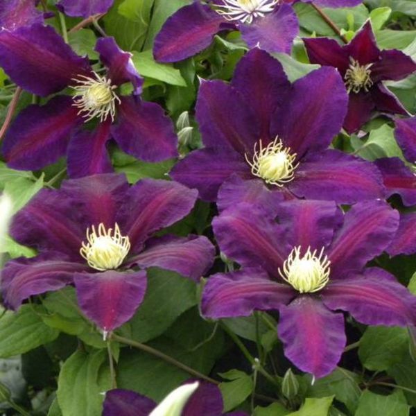 Клематис Вагабонд. (Clematis The Vagabond) ІІ група С2